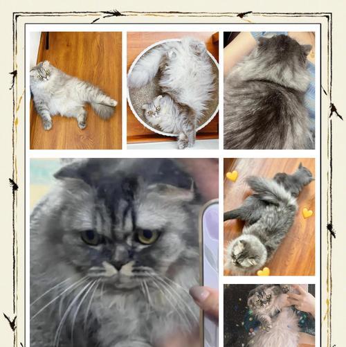折耳猫的寿命及延长方法（探讨折耳猫的平均寿命和健康延长）