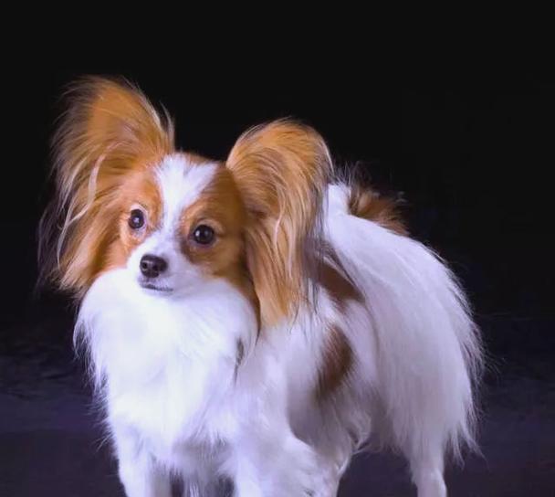 蝴蝶犬（了解蝴蝶犬的5大特点，你会爱上它们的！）