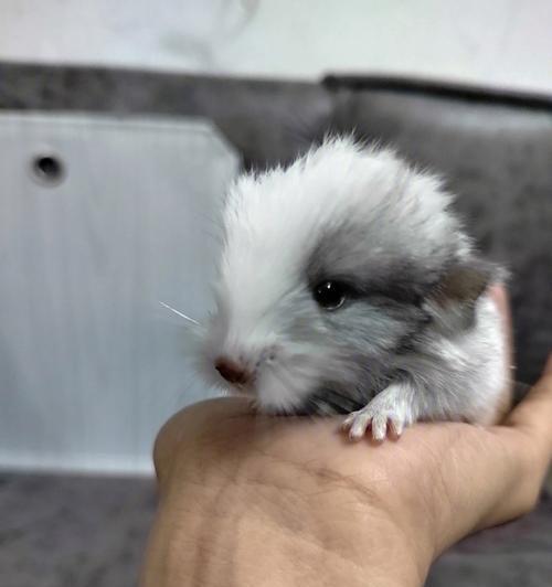 龙猫的断奶时间及注意事项（了解龙猫断奶的最佳时间和护理方法）