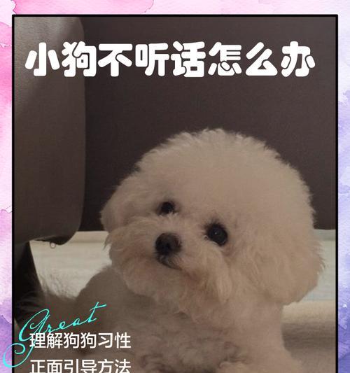 如何训练聪明听话的狗狗（6个简单易学又省心的训练方法让你的狗狗变得更聪明顺从）