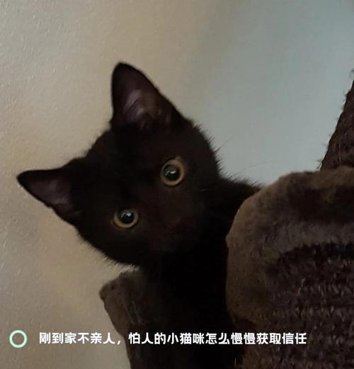 和猫建立信任的时间和方法（猫咪需要的耐心和温柔才能获得信任）