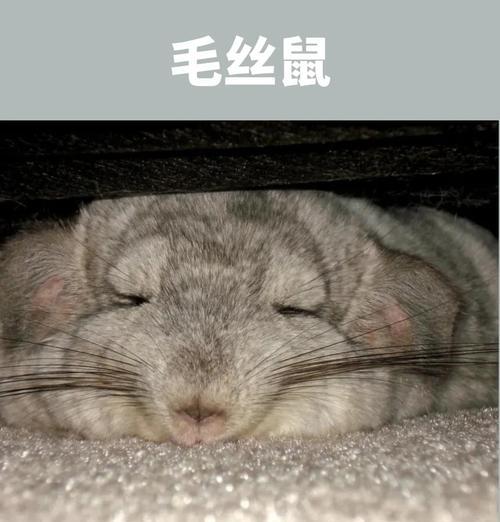 仓鼠与老鼠（探索两种小动物的生活习性和特征）
