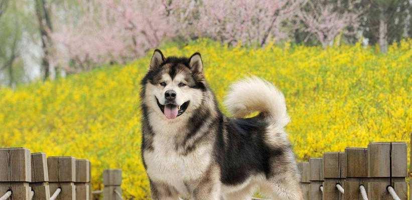 阿拉斯加犬（了解阿拉斯加犬）