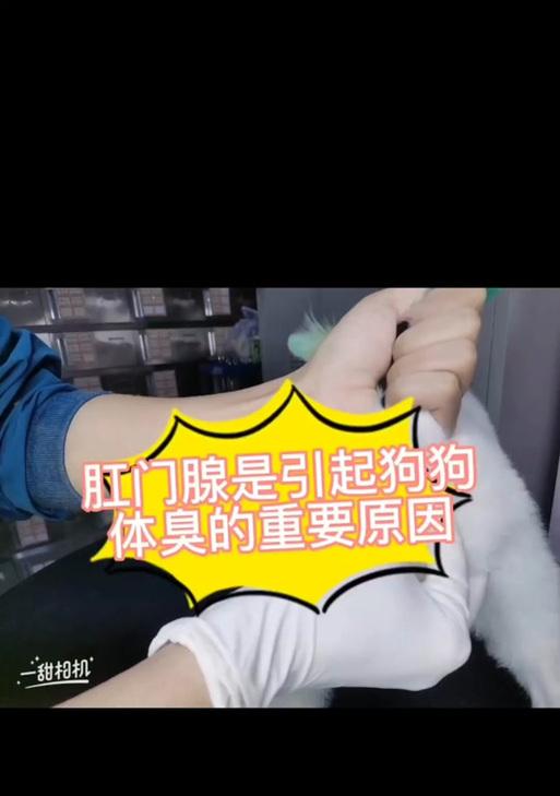 轻松学会为狗狗挤肛门腺，告别烦恼（送你几个小技巧，让你成为肛门腺专家）