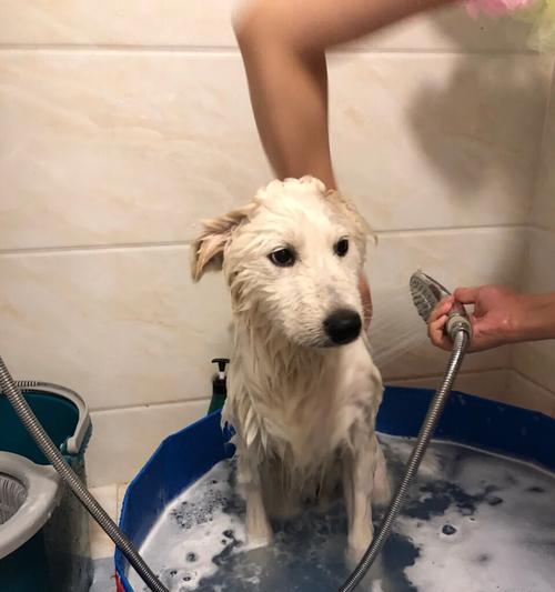 狗狗细小康复后的洗澡时间与方法（从细小病愈到洗澡的全方位指南）