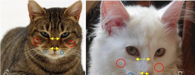 如何准确分辨猫咪的性别？（学习判断猫咪性别的几个简单方法）