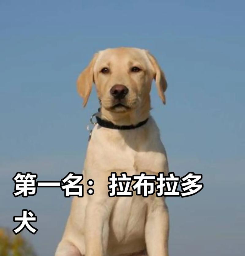 探究狗狗价格表（最新狗狗价格表揭秘，为你带来准确的市场信息）
