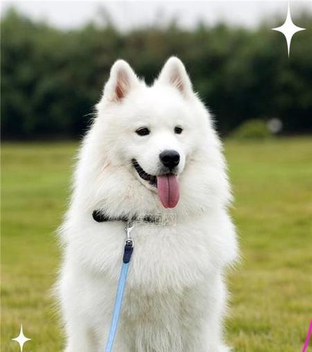宠主错过就亏了的萨摩耶饲养技巧（从幼犬到成年犬，教你如何正确养护萨摩耶）
