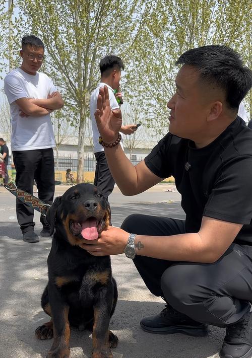 探索中小型护卫犬的特点与训练方法（以精力充沛、机敏灵活为特点，善于警戒和保护的中小型护卫犬）