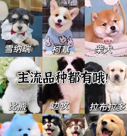贵宾犬与泰迪的区别及如何辨别（从外观到性格，一探究竟）