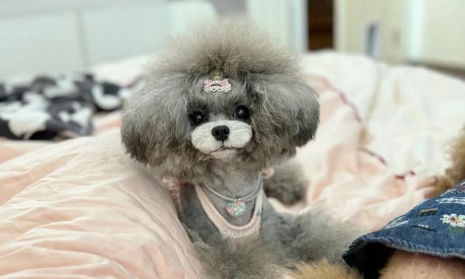 两个月泰迪拉稀不吃饭该如何处理？（禁食与其他措施缓解泰迪拉稀问题）