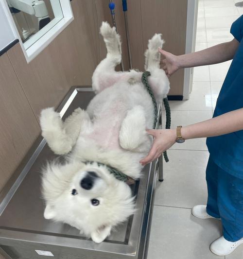 探寻萨摩犬的魅力世界（了解萨摩犬的性格、训练及饲养技巧）