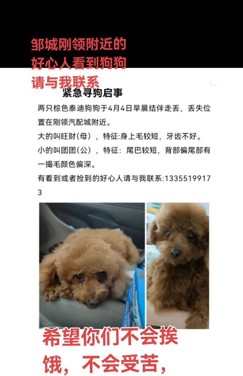 泰迪幼犬出门活动的最佳时机（探讨幼犬出门玩耍的合适时机及注意事项）