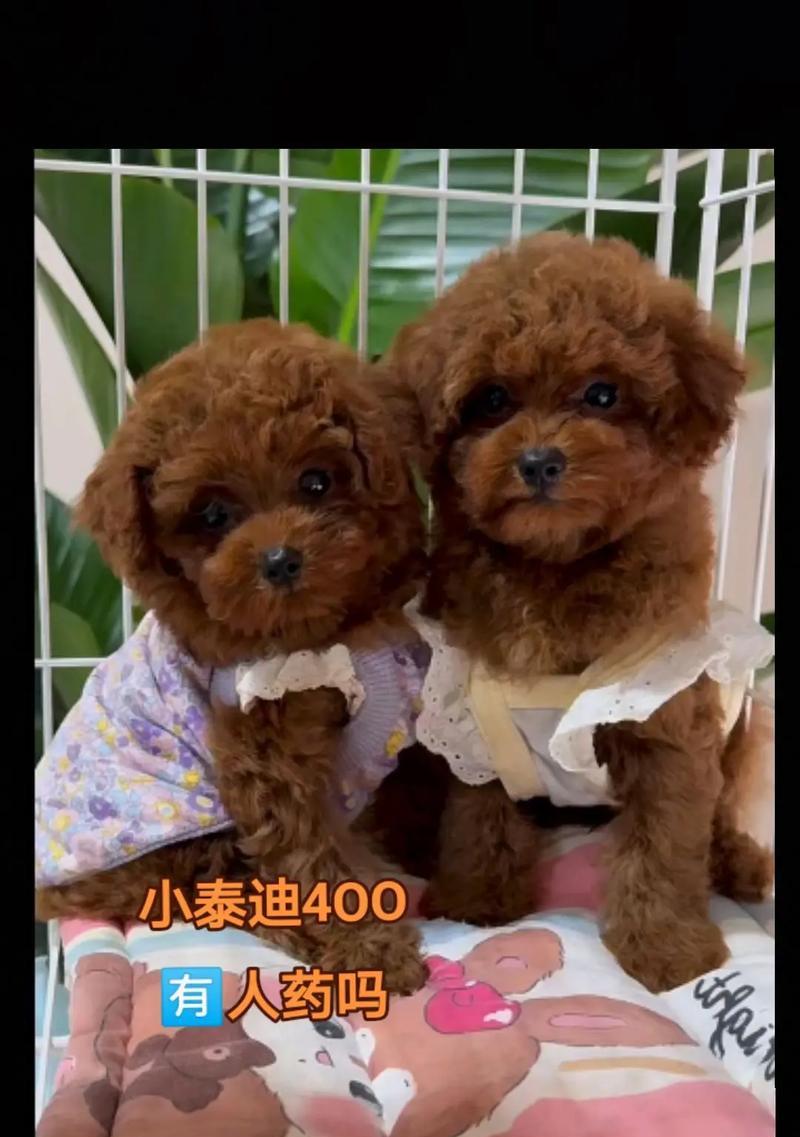 泰迪狗的生产周期及注意事项