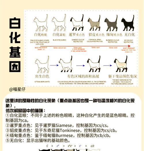 猫咪遗传病大揭秘（探索猫咪遗传病的种类与预防方法）