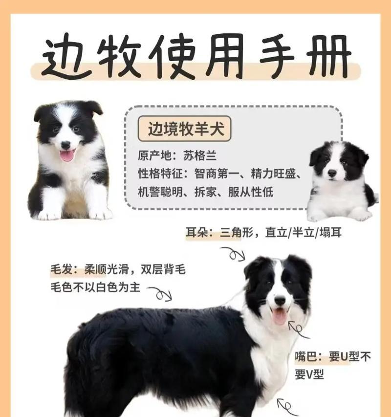 边牧犬换毛周期及注意事项（了解边牧犬换毛周期，帮助宠物狗度过换毛期）
