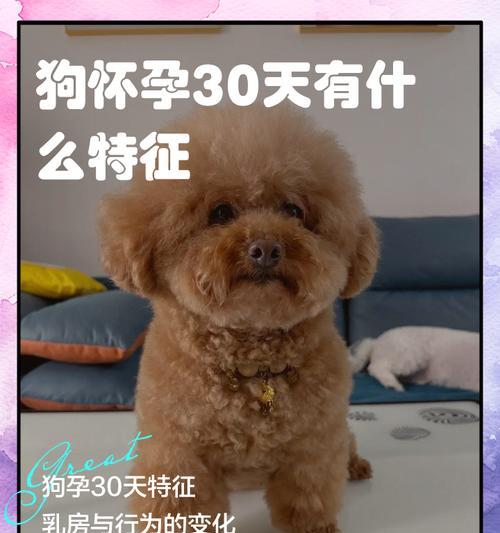 德国牧羊犬的怀孕征兆与繁殖间隔时间（了解德国牧羊犬怀孕及繁殖间隔的重要知识）