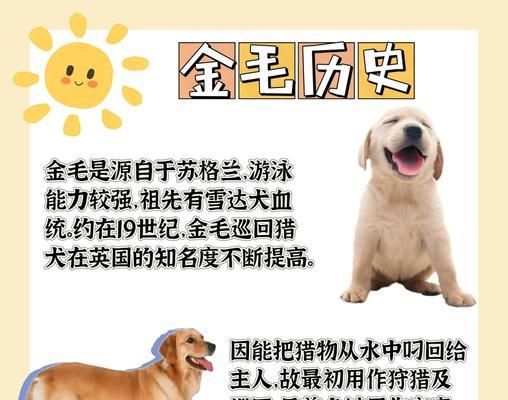 小金毛成年所需时间及成长特点（了解小金毛成年的时间及其成长特点，助您更好地养育它）