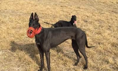 国内三种细犬格力犬对比（探究国内三种细犬格力犬的特点、能力与优劣）