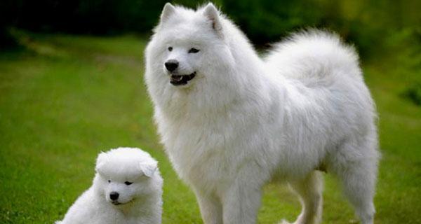 为什么人们都喜欢萨摩耶犬？（萨摩耶犬的8大优点不得不爱）