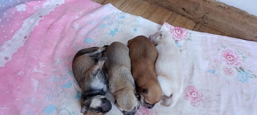如何养护新生小奶狗（关爱、营养、训练，打造健康快乐的小奶狗生活）