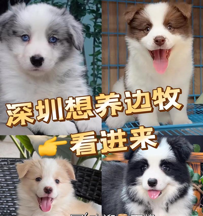边牧狗的寿命及其影响因素（了解边牧狗的预期寿命，为它们的健康生活提供指导）