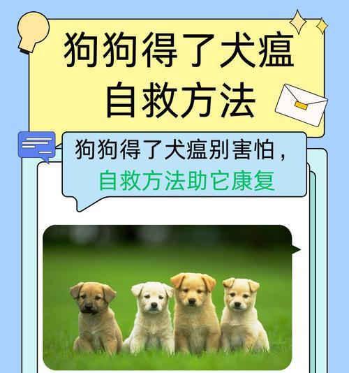 小狗犬寿命的决定因素及延长方法（揭秘小狗犬瘦问题的关键因素，教你如何延长小狗犬的寿命）