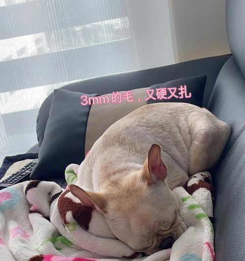 幼犬剃毛后多久能长出来？（了解幼犬毛发生长周期以及促进生长的方法）