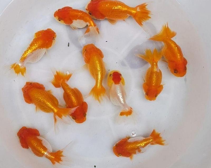 金鱼的寿命并不短，是人工干预过重的结果（揭秘金鱼寿命的真相，人为因素不可忽视）