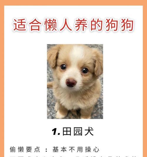 挑战性高的狗狗品种（了解这个，让你对狗狗的挑战性有更清晰的认识）