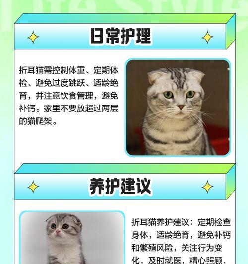 折耳猫耳朵清洁频率及方法（科学护理，让折耳猫的耳朵更健康）