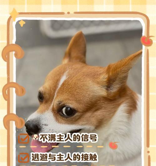 小狗狗与主人的默契时刻（探索小狗狗认识主人的奇妙过程）