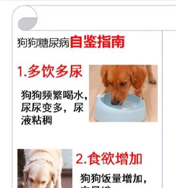 小狗生病后能饿多久？（了解小狗生病期间适当的饮食限制）