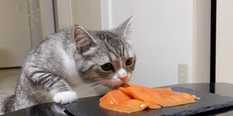 小猫可以吃哪些东西？（探讨小猫的饮食健康需求）