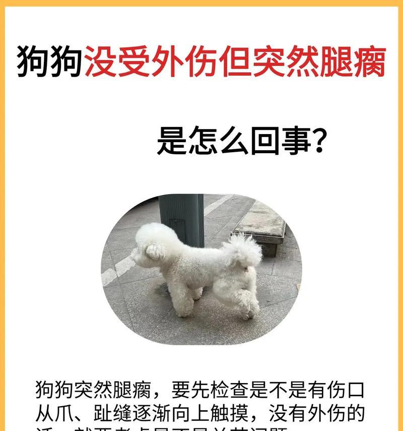 探究狗狗不进食的原因及应对措施（为什么狗狗不进食？如何帮助狗狗恢复食欲？）
