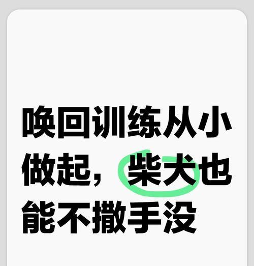 如何训练柴犬成为优秀的宠物伴侣？（培养柴犬良好行为习惯的有效方法）