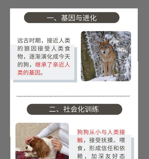 狗狗怀孕周期短于人类的奥秘（环境与基因对狗狗怀孕周期的影响）