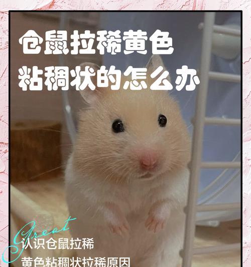 小仓鼠拉稀怎么办？15种食物帮你解决！（除了药，这些食物也能帮助小仓鼠缓解拉稀问题。）