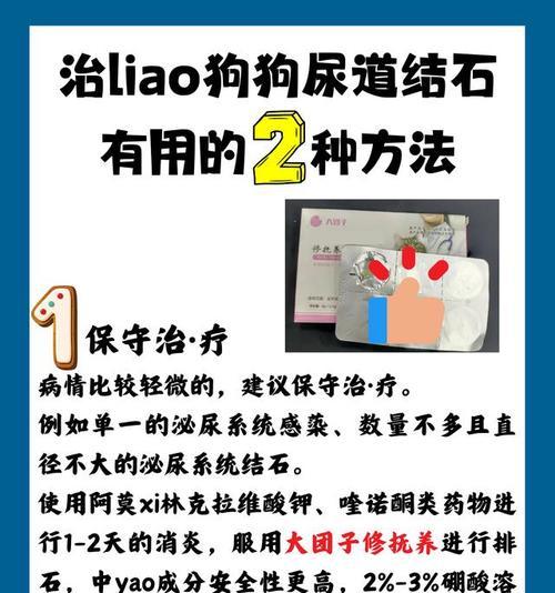 狗狗结石问题大揭秘！（预防和治疗结石的有效方法一网打尽）