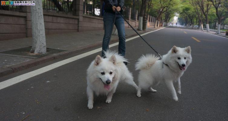 银狐犬喂养指南（银狐犬的喂养要点及注意事项）