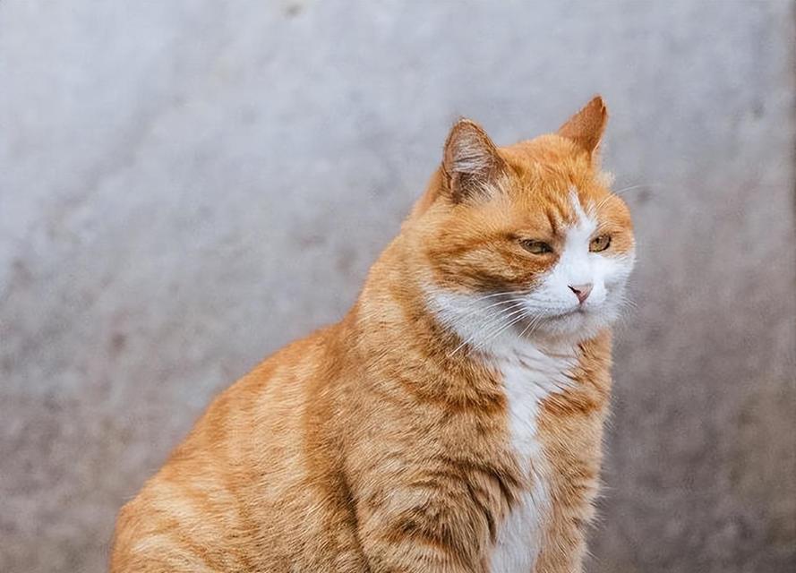 猫的脸部特征揭秘（探索猫咪可爱脸部特征的奥秘）