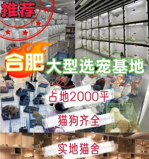 合肥的狗狗天地（探寻合肥市的狗狗销售场所及养犬文化）