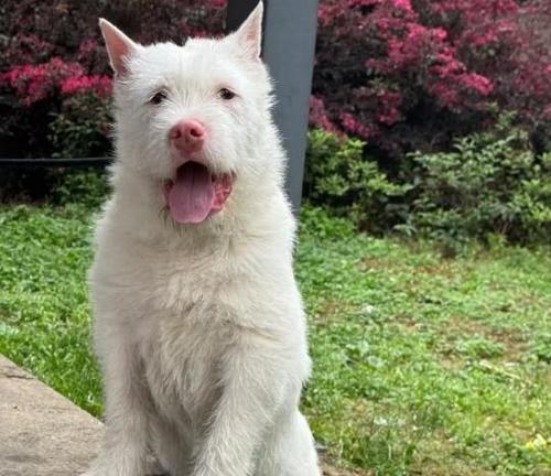 中国本土狗狗品种——探索神秘的中华犬界（发掘中国本土狗狗品种，了解中华犬界的多样性）