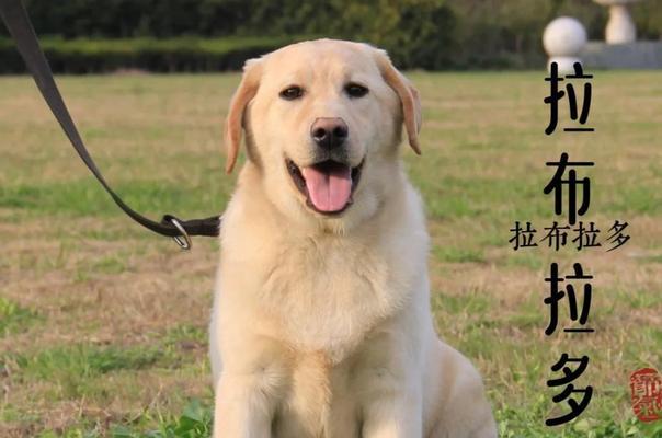 拉布拉多（探索拉布拉多为什么叫这个名字及其卓越的品质和特点）