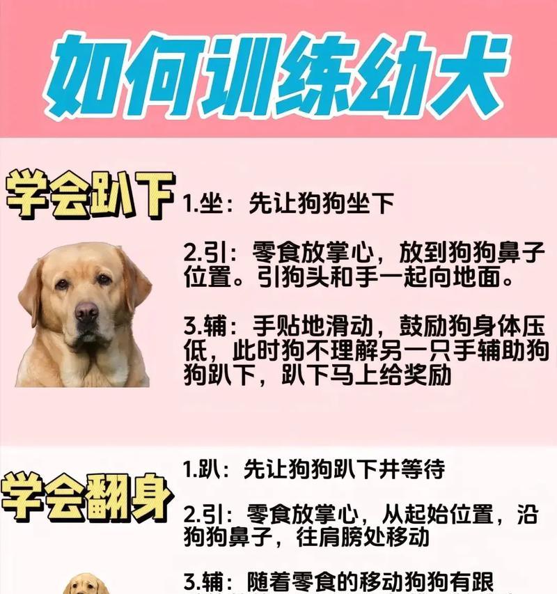如何有效训练幼犬（掌握关键时期，打好基础）