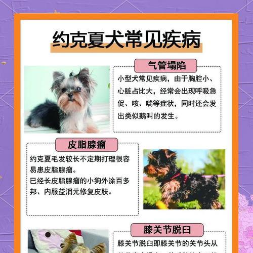 约克夏洗澡频率的科学指南（为保持约克夏健康与舒适，合理把握洗澡次数是关键）