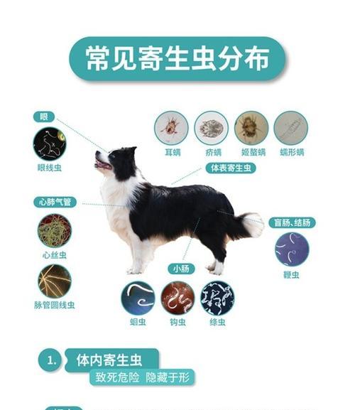 狗吃了球虫药多久吃驱虫药（了解狗吃球虫药后的驱虫时间和注意事项）