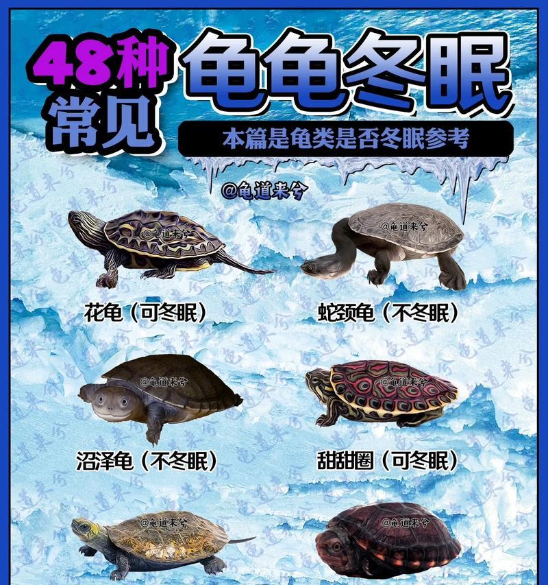 如何正确养护乌龟冬眠？（三步骤教你为乌龟创造一个安全的冬眠环境）