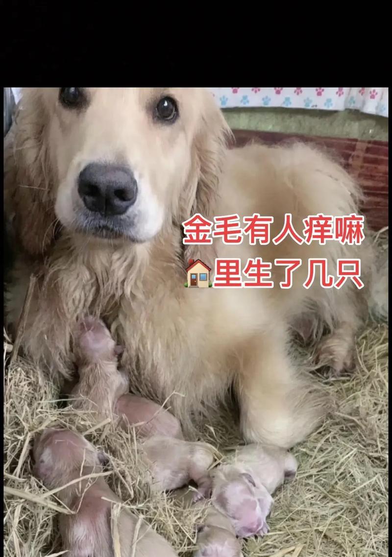 小金毛的听话能力究竟需要多长时间？（解析小金毛的听话训练期限及关键要素）