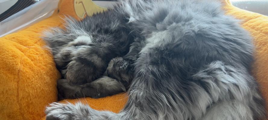 小猫一天睡多久（揭秘2个月小猫的睡眠时间）